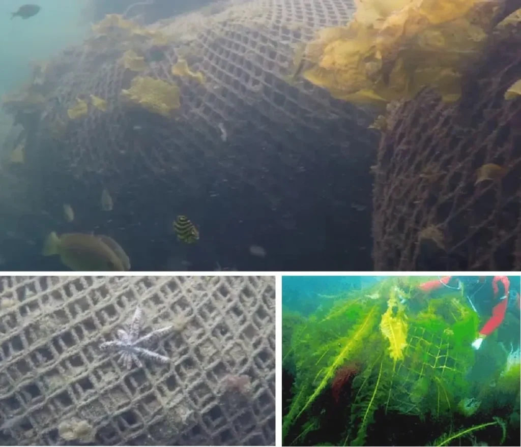 Rock Bags at Swansea